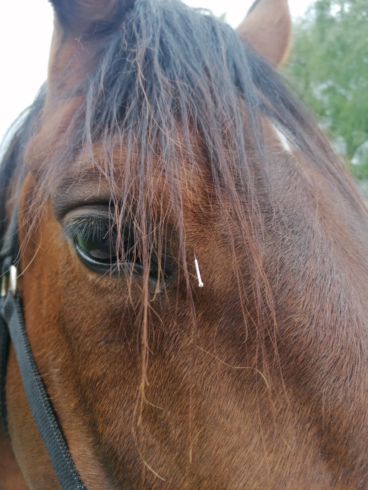 Pferd mit Akupunktur-Nadel